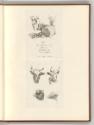 Druckgrafiken nach Werken von Johann Heinrich Roos, Titelblatt "Études d'Animaux dessinées par …