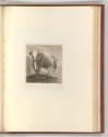 Druckgrafiken nach Werken von Johann Heinrich Roos, Rind, Inv. Nr.: Deutsch nach Sektionen II/7…