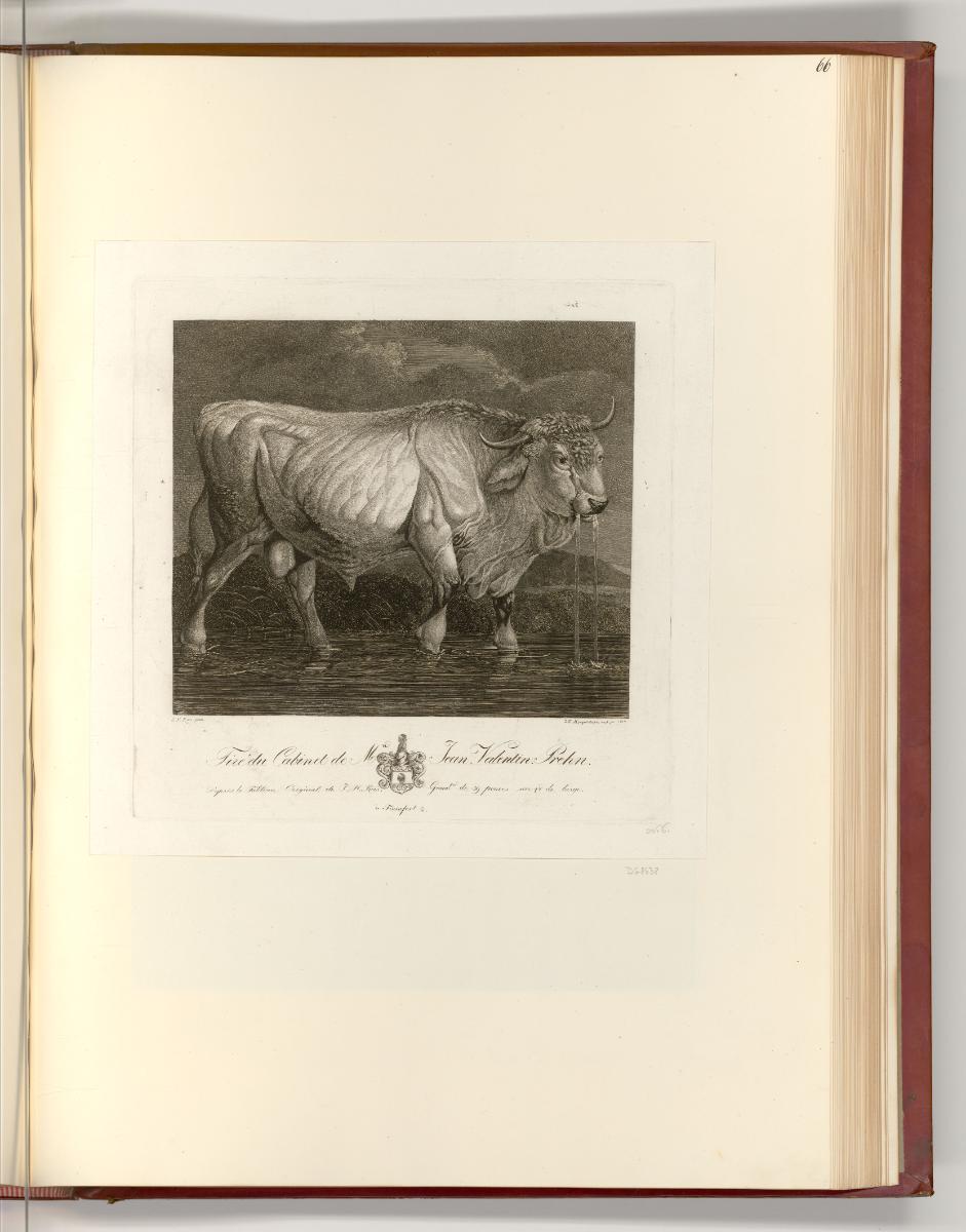 Druckgrafiken nach Werken von Johann Heinrich Roos, Stier beim Tränken, Inv. Nr.: Deutsch nach …