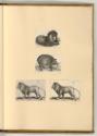 Radierungen von Wenzel Hollar, Löwen; Wildschwein, Inv. Nr.: Deutsch nach Sektionen III/6, D/II…
