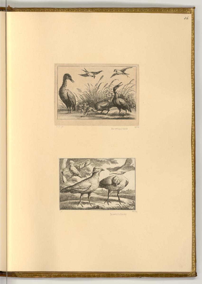 Radierungen von Wenzel Hollar, Vögel, Inv. Nr.: Deutsch nach Sektionen III/6, D/III/6/36
