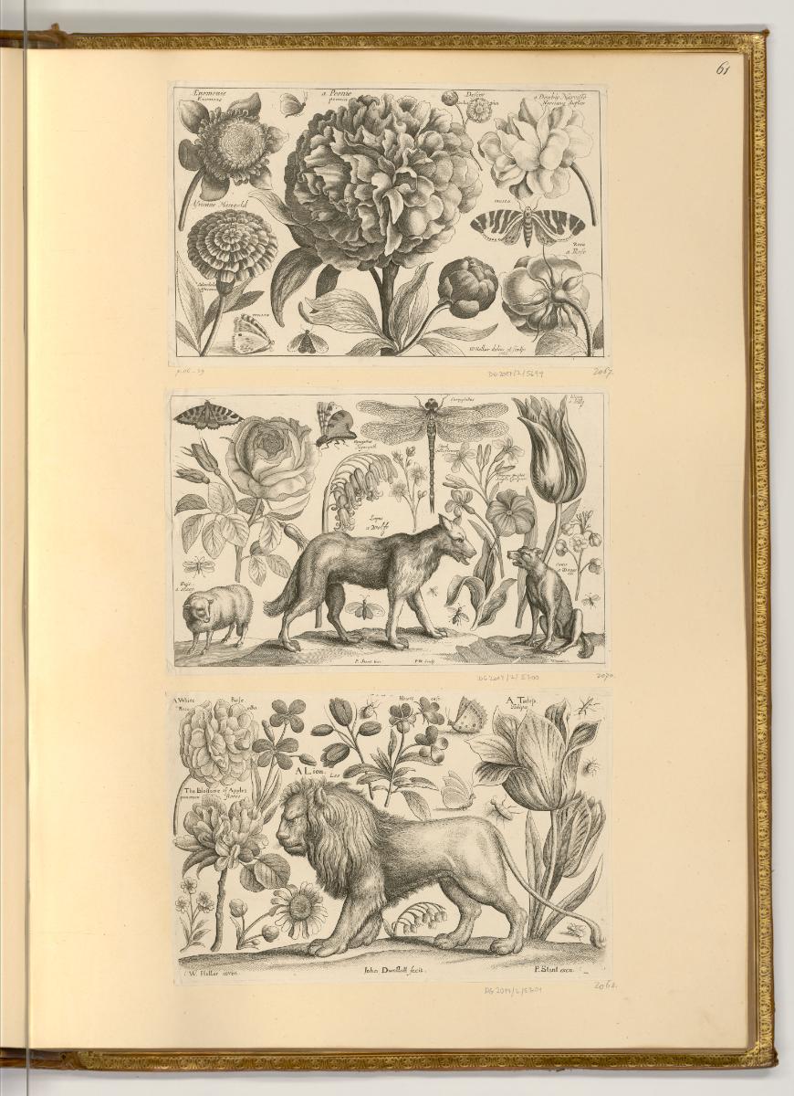 Radierungen von Wenzel Hollar, Tiere und Pflanzen, Inv. Nr.: Deutsch nach Sektionen III/6, D/II…