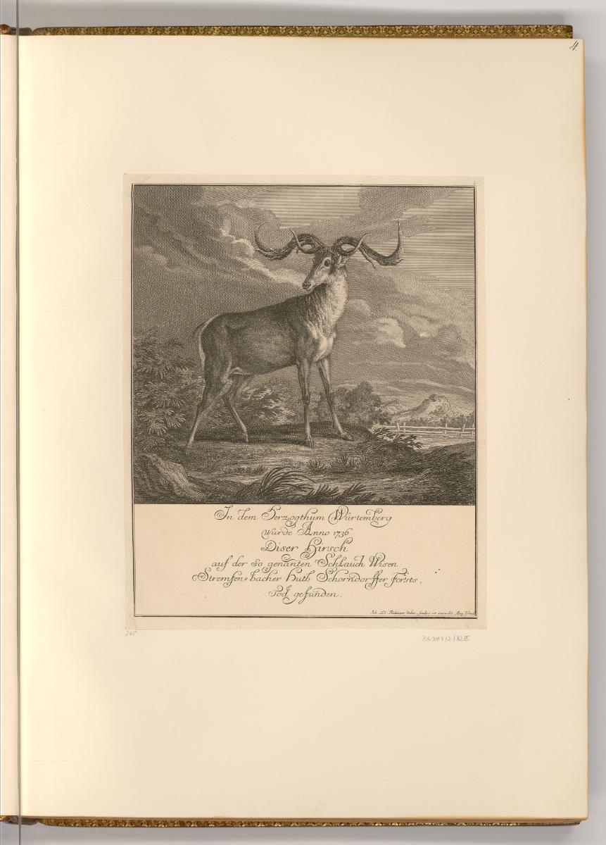 Radierungen von Johann Elias Ridinger, Hirsch, Inv. Nr.: Deutsch nach Sektionen III/16, D/III/1…