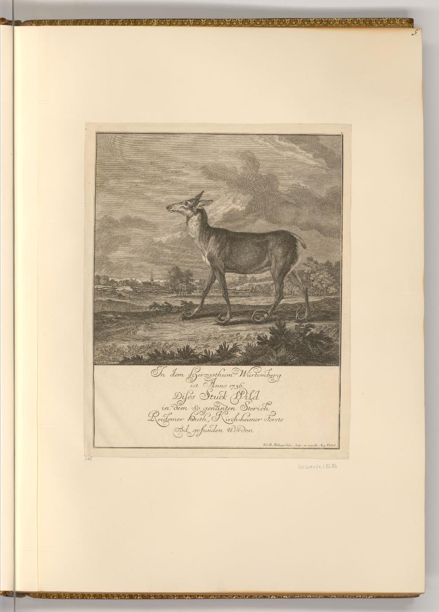 Radierungen von Johann Elias Ridinger, Wild, Inv. Nr.: Deutsch nach Sektionen III/16, D/III/16/…