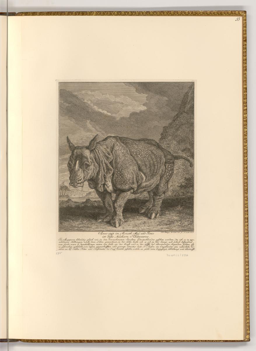 Radierungen von Johann Elias Ridinger, Nashorn, Inv. Nr.: Deutsch nach Sektionen III/16, D/III/…
