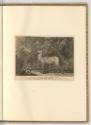 Radierungen von Johann Elias Ridinger, Hirsch, Inv. Nr.: Deutsch nach Sektionen III/16, D/III/1…