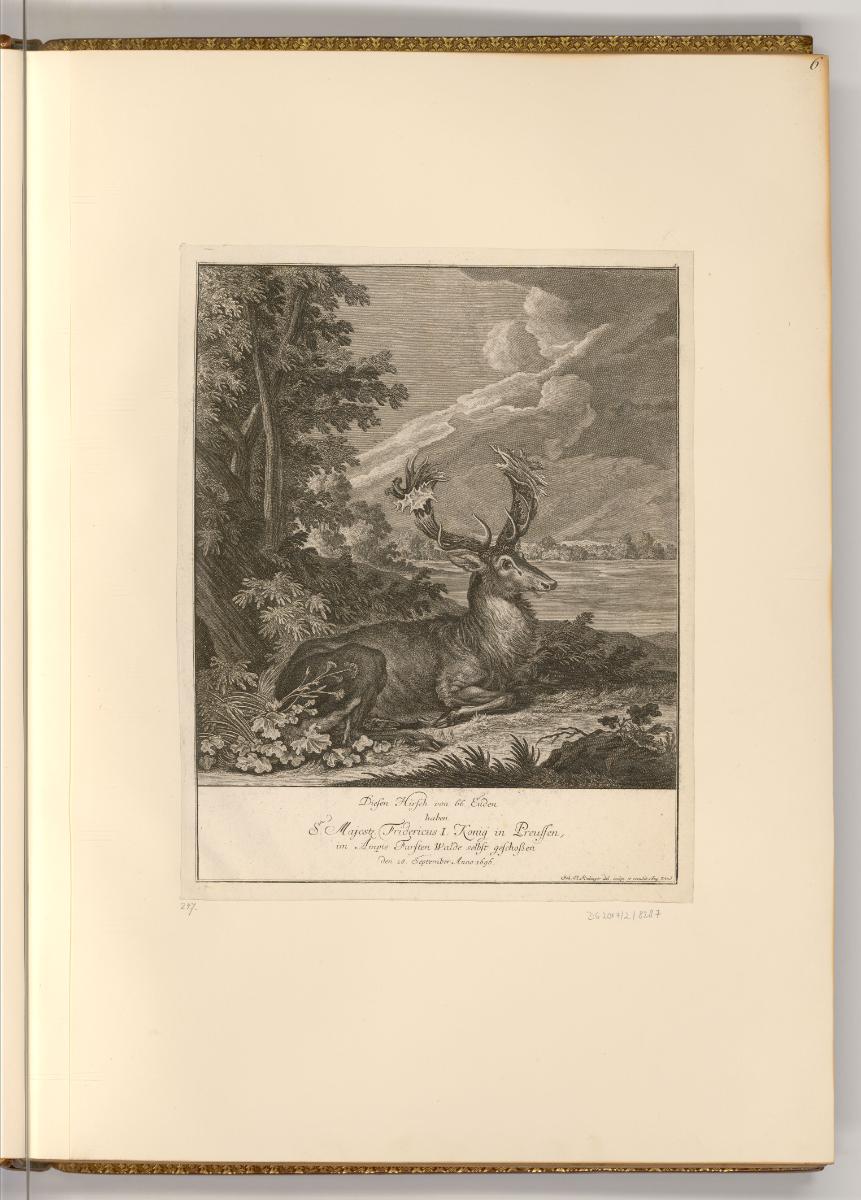 Radierungen von Johann Elias Ridinger, Hirsch, Inv. Nr.: Deutsch nach Sektionen III/16, D/III/1…