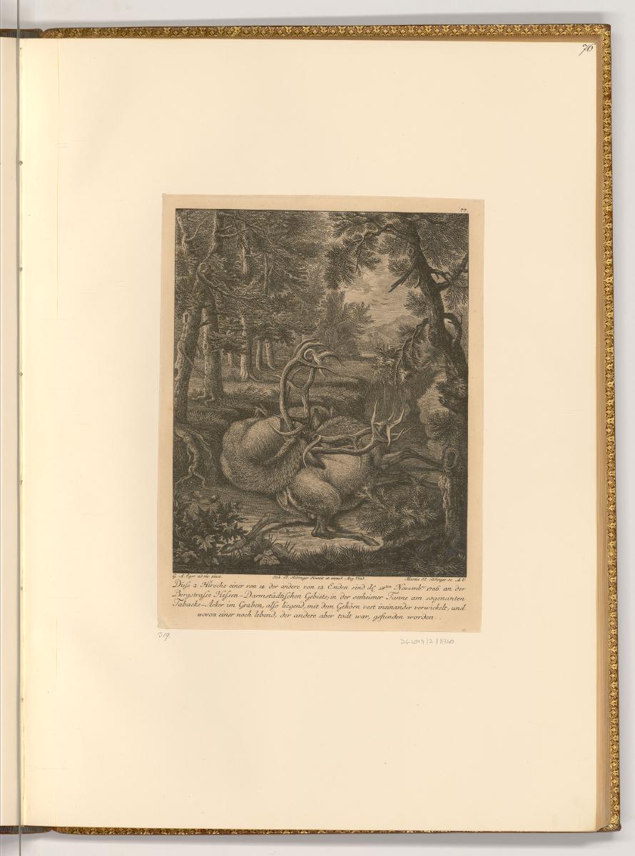Radierungen von Johann Elias Ridinger, Zwei verkeilte Hirsche, Inv. Nr.: Deutsch nach Sektionen…