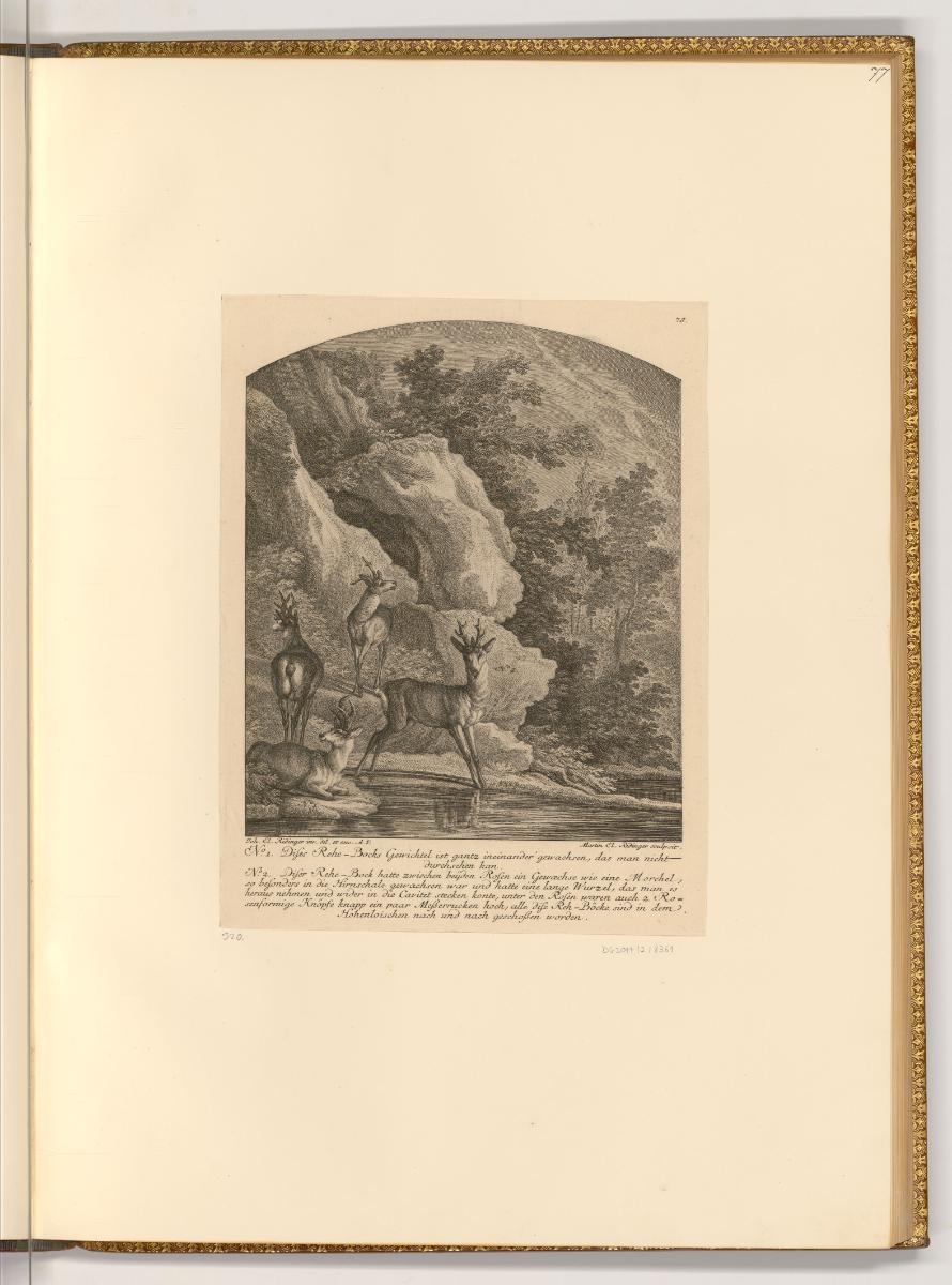 Radierungen von Johann Elias Ridinger, Rehböcke, Inv. Nr.: Deutsch nach Sektionen III/16, D/III…