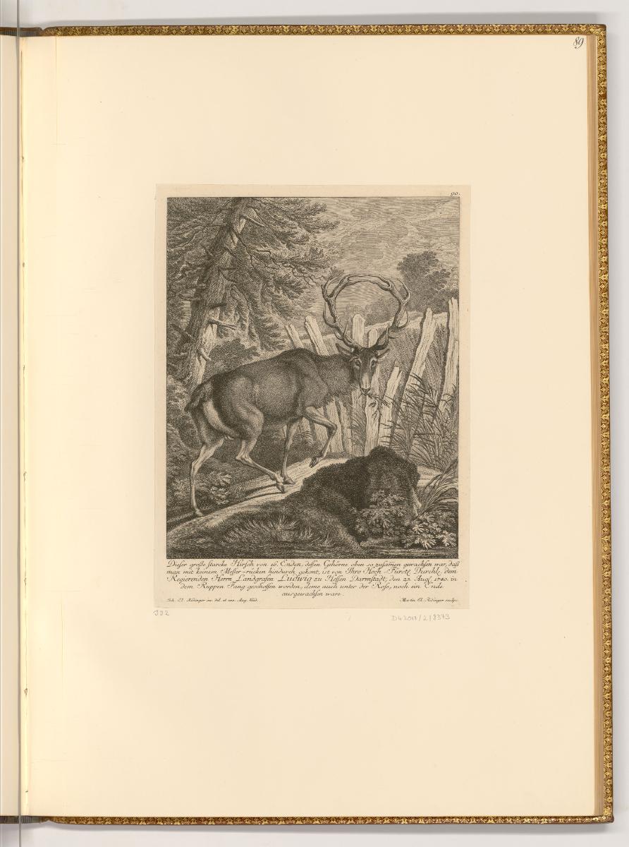 Radierungen von Johann Elias Ridinger, Hirsch, Inv. Nr.: Deutsch nach Sektionen III/16, D/III/1…