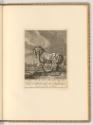 Radierungen von Johann Elias Ridinger, Pferd, Inv. Nr.: Deutsch nach Sektionen III/16, D/III/16…