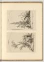 Radierungen von Johann Elias Ridinger, Bartichte Meerkatze; Satyr großer Affe, Inv. Nr.: Deutsc…