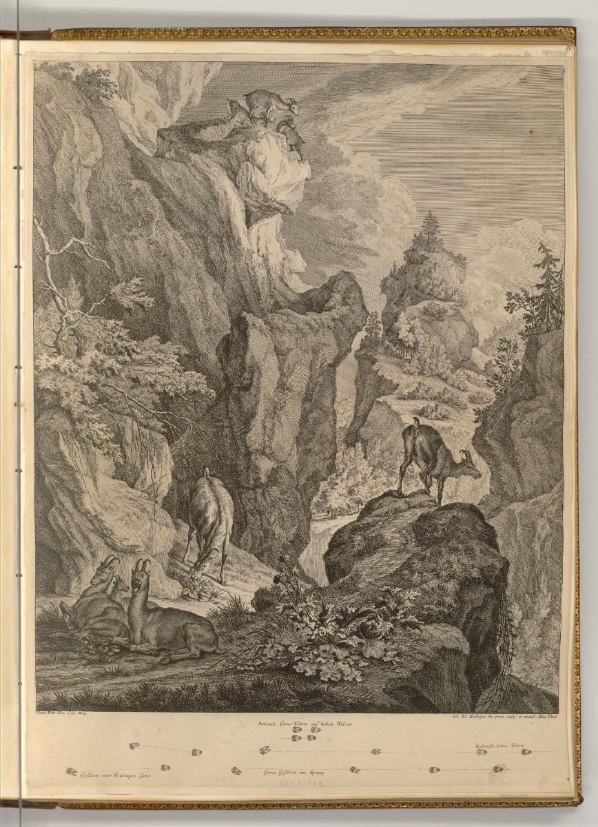Radierungen von Johann Elias Ridinger, Die Gems, Inv. Nr.: Deutsch nach Sektionen III/13, D/III…