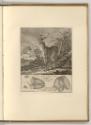 Radierungen von Johann Elias Ridinger, Der Hirsch, Inv. Nr.: Deutsch nach Sektionen III/13, D/I…