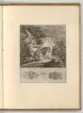 Radierungen von Johann Elias Ridinger, Der Wolf, Inv. Nr.: Deutsch nach Sektionen III/13, D/III…