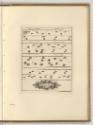 Radierungen von Johann Elias Ridinger, Diverse Fährten, Inv. Nr.: Deutsch nach Sektionen III/13…