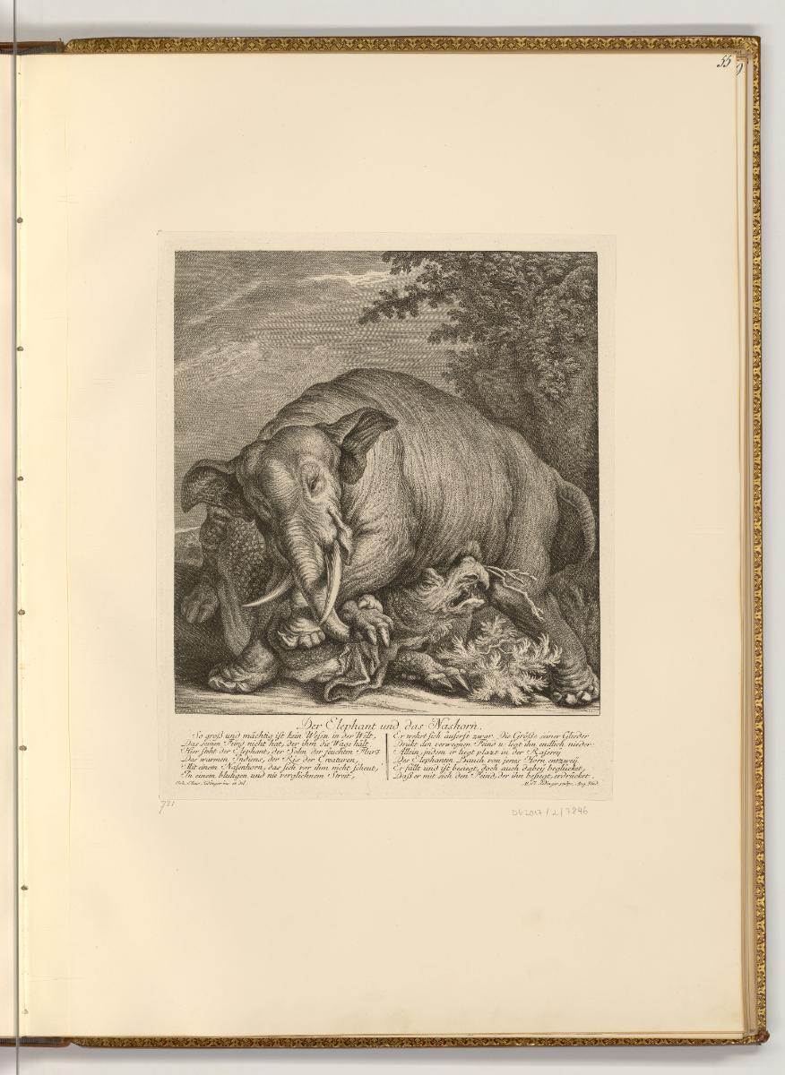 Radierungen von Johann Elias Ridinger, Der Elefant und das Nashorn, Inv. Nr.: Deutsch nach Sekt…