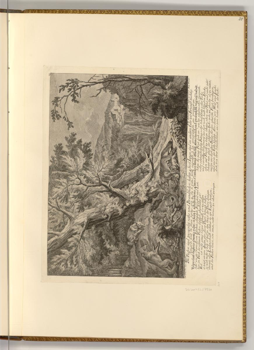 Radierungen von Johann Elias Ridinger, Die Füchse sind zweyerley rothe und Brandfüchse; haben 4…