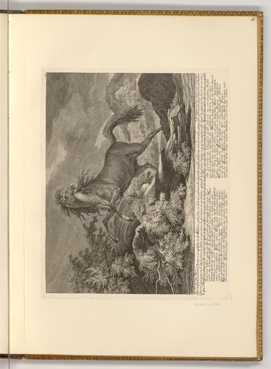 Radierungen von Johann Elias Ridinger, Das wilde Pferd wird bis ins 3. u. 4te Jahr in der Wildn…