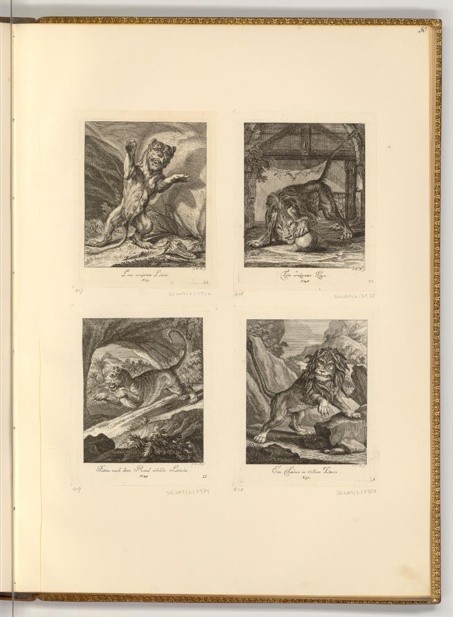 Radierungen von Johann Elias Ridinger, Löwen, Inv. Nr.: Deutsch nach Sektionen III/14, D/III/14…