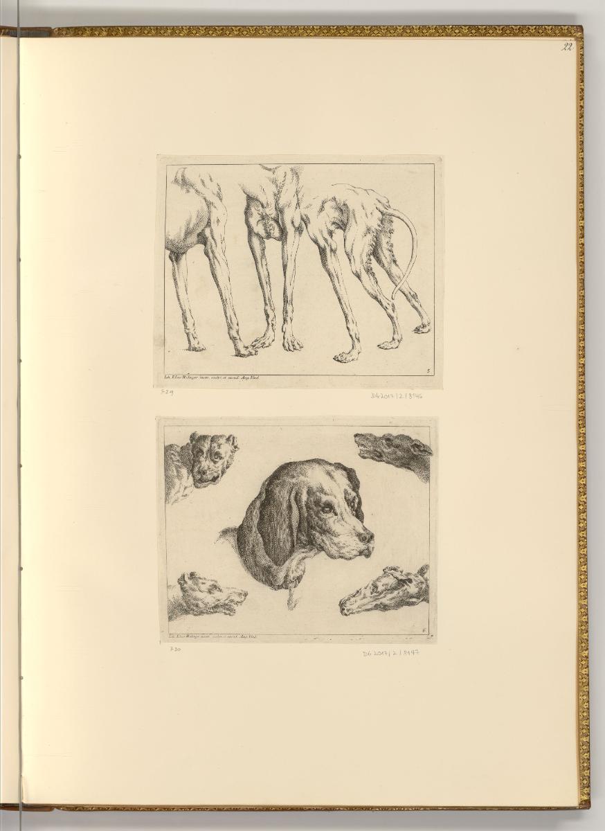 Radierungen von Johann Elias Ridinger, Hundestudien, Inv. Nr.: Deutsch nach Sektionen III/15, D…