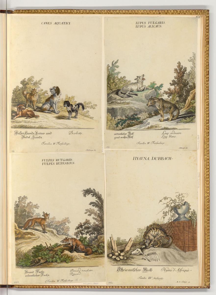 Radierungen von und nach Johann Elias Ridinger, Hunde, Wölfe und Füchse, Inv. Nr.: Deutsch nach…