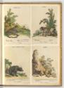 Radierungen von und nach Johann Elias Ridinger, Tiger, Leopard, Bär und Löwe, Inv. Nr.: Deutsch…