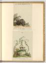 Radierungen von und nach Johann Elias Ridinger, Bär und Affe, Inv. Nr.: Deutsch nach Sektionen …
