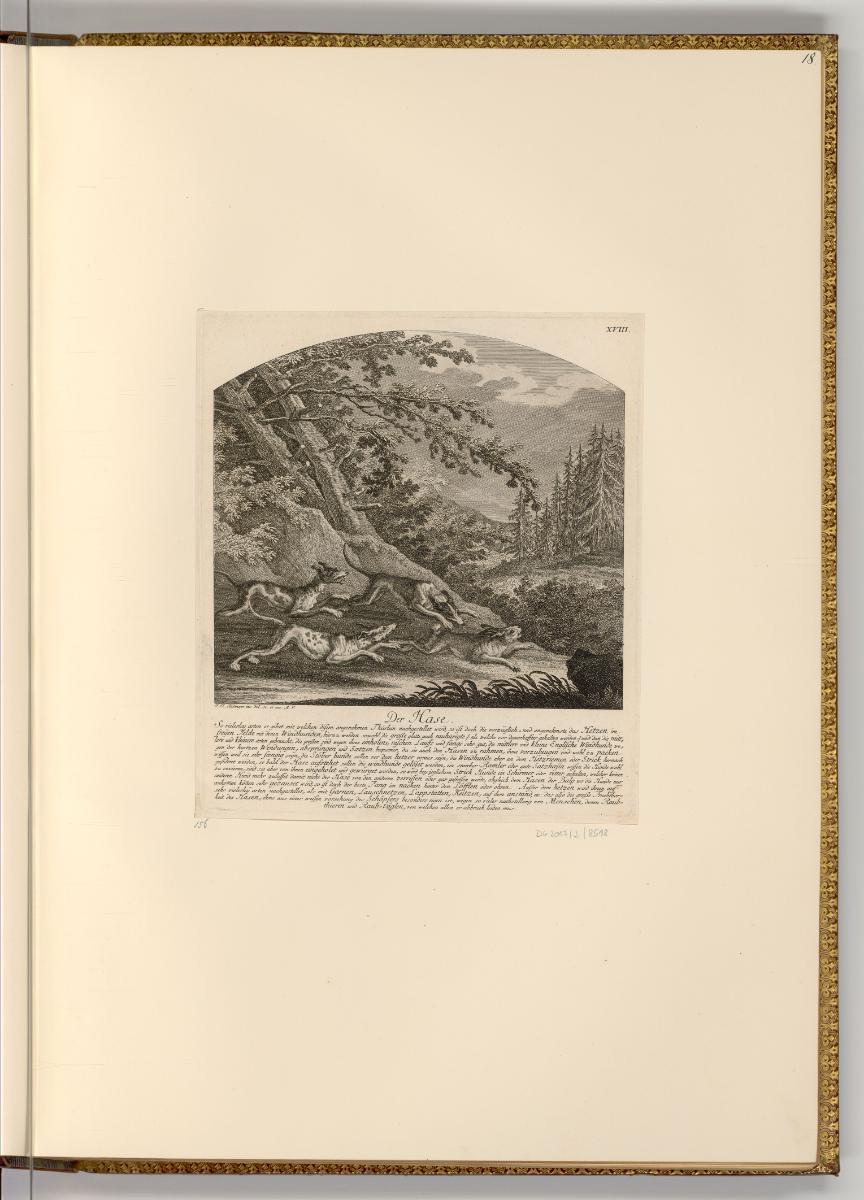 Radierungen von und nach Johann Elias Ridinger, Der Hase, Inv. Nr.: Deutsch nach Sektionen III/…