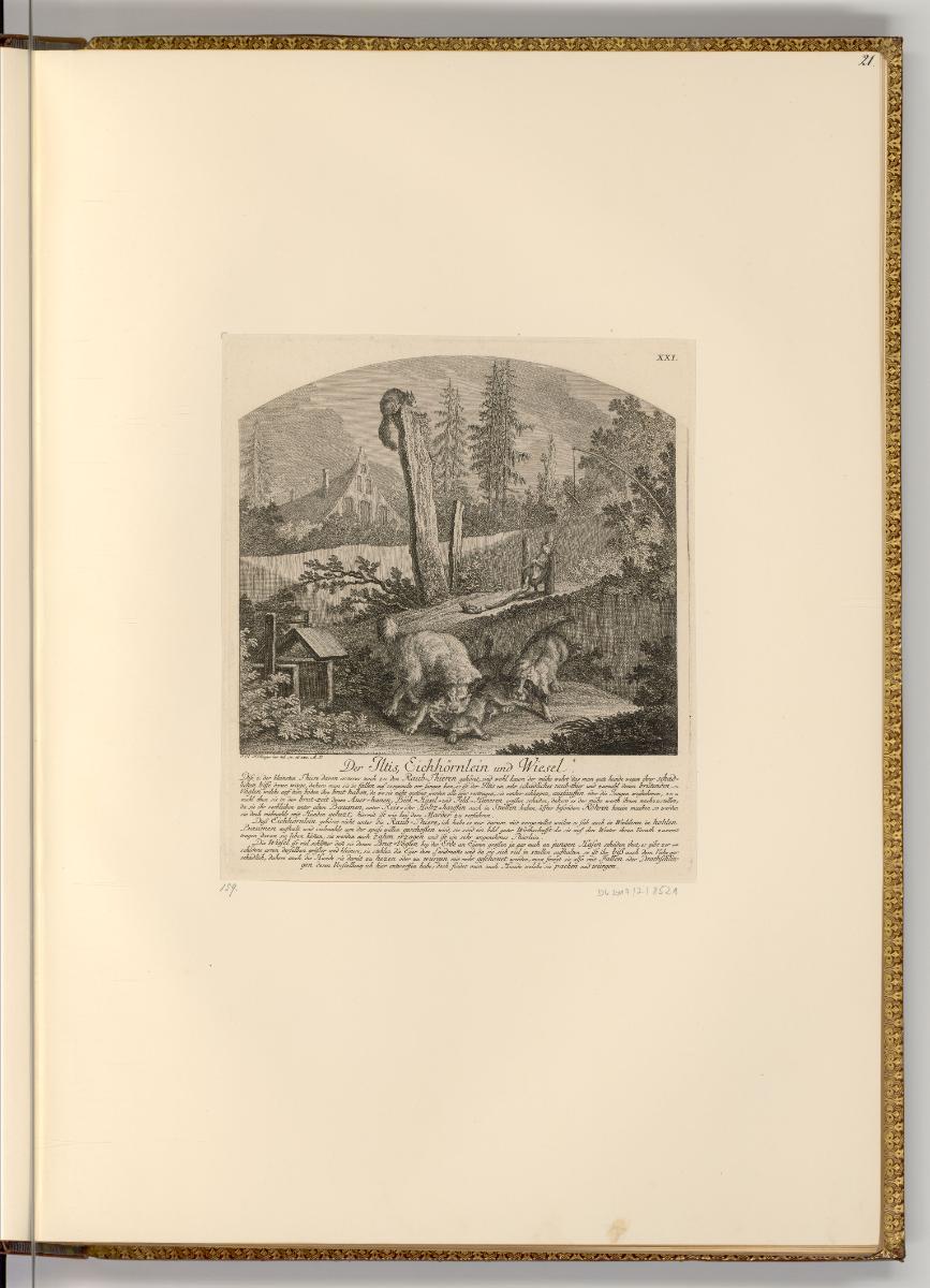 Radierungen von und nach Johann Elias Ridinger, Der Iltis, Eichhörnlein und Wiesel, Inv. Nr.: D…