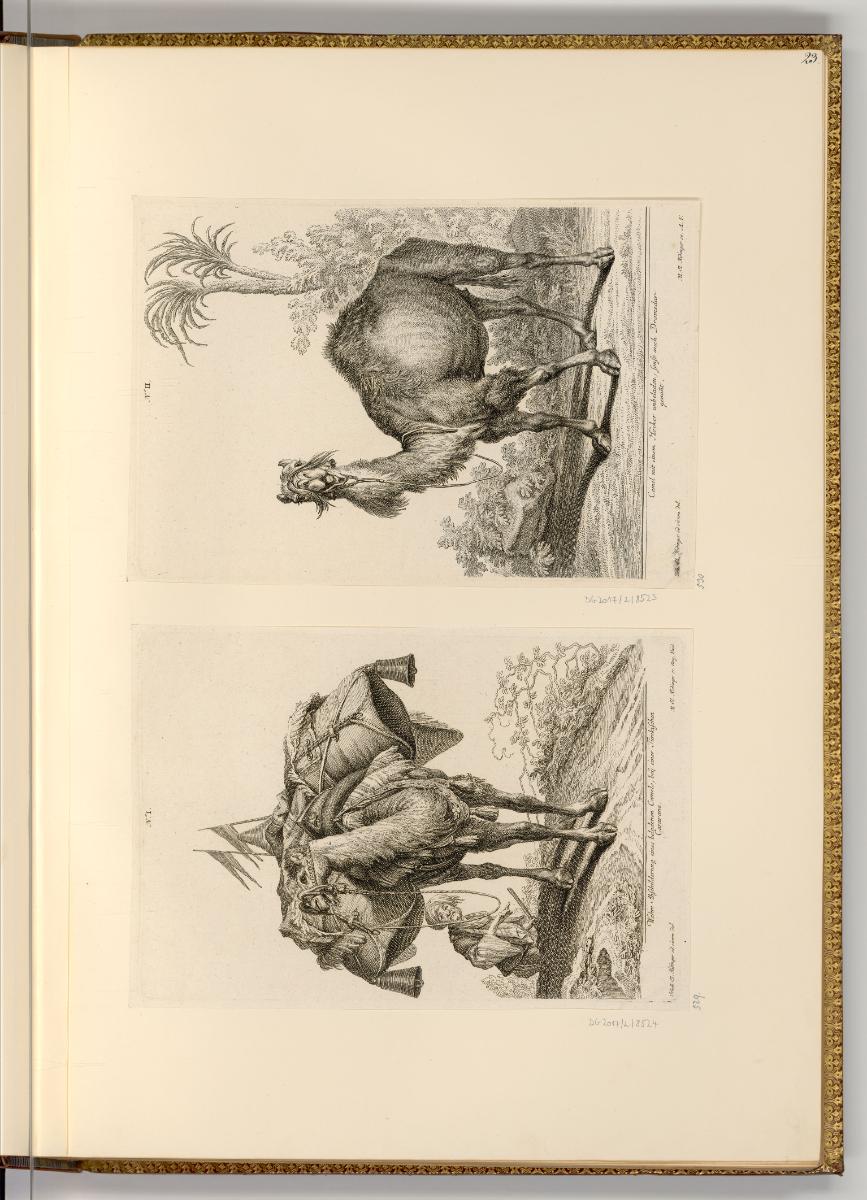 Radierungen von und nach Johann Elias Ridinger, Kamel und Dromedar, Inv. Nr.: Deutsch nach Sekt…