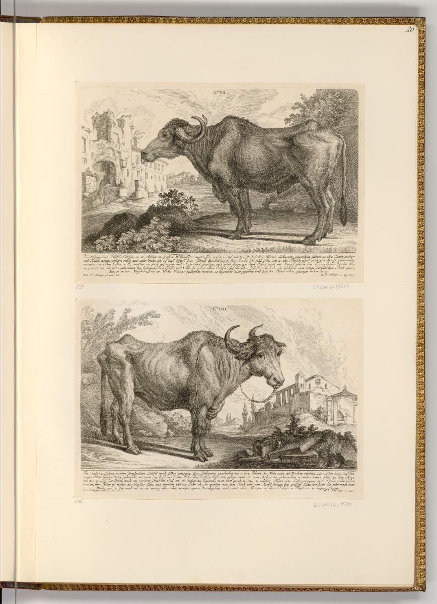 Radierungen von und nach Johann Elias Ridinger, Büffel, Inv. Nr.: Deutsch nach Sektionen III/18…