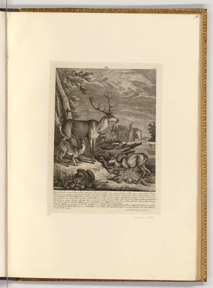 Radierungen von und nach Johann Elias Ridinger, Hirsch und Hirschkuh, Inv. Nr.: Deutsch nach Se…