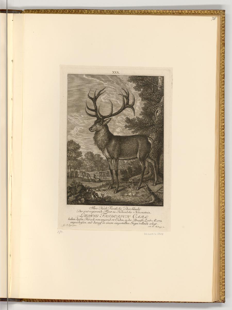 Radierungen von und nach Johann Elias Ridinger, Hirsch, Inv. Nr.: Deutsch nach Sektionen III/18…