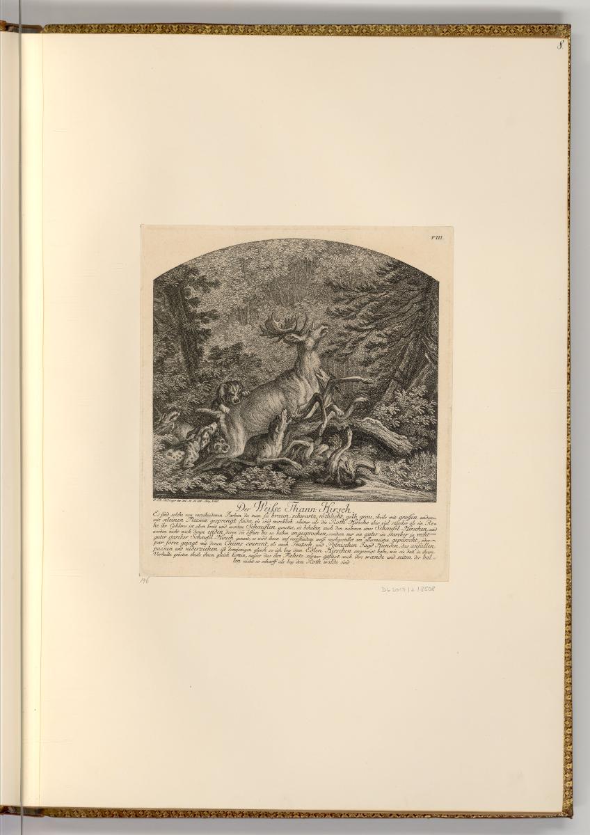 Radierungen von und nach Johann Elias Ridinger, Der Weiße Thann Hirsch, Inv. Nr.: Deutsch nach …
