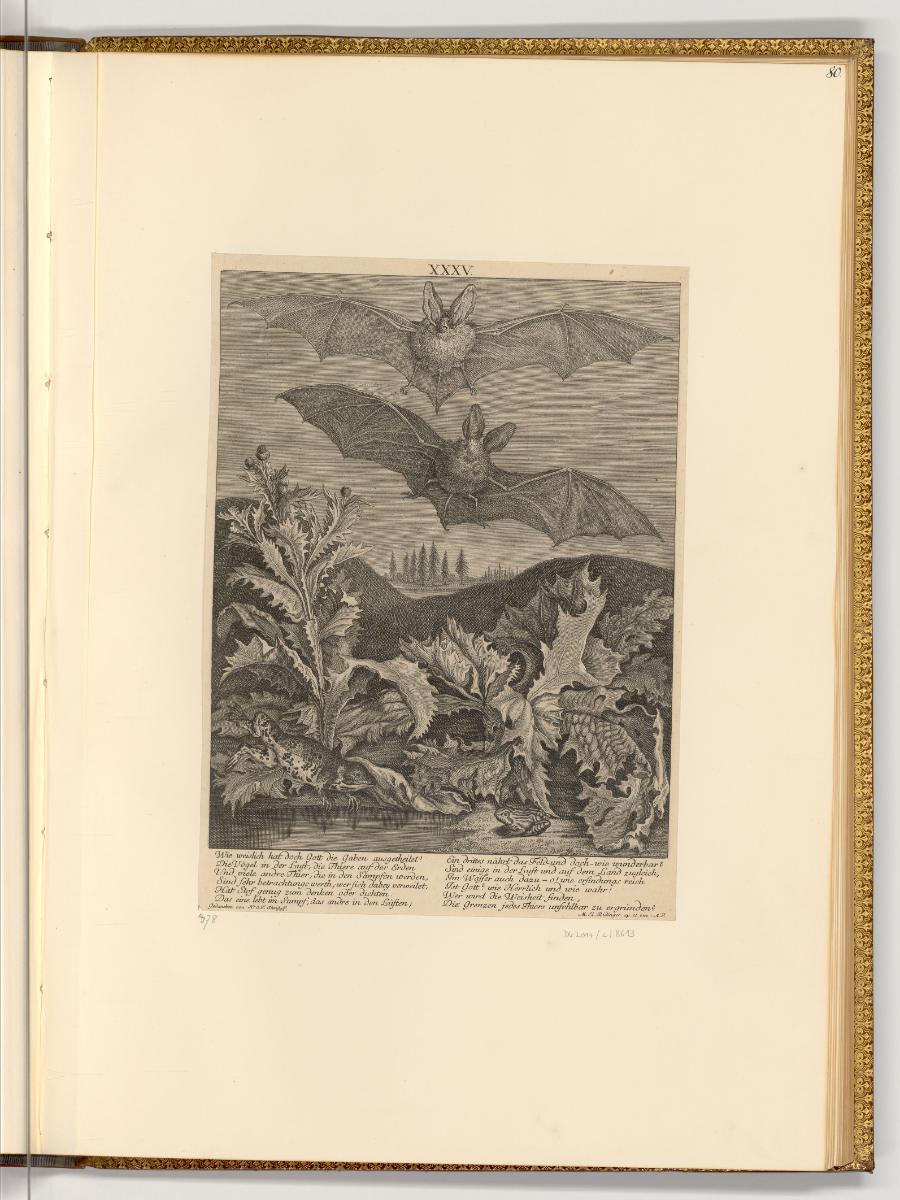 Radierungen von und nach Johann Elias Ridinger, Fledermäuse und Frösche, Inv. Nr.: Deutsch nach…