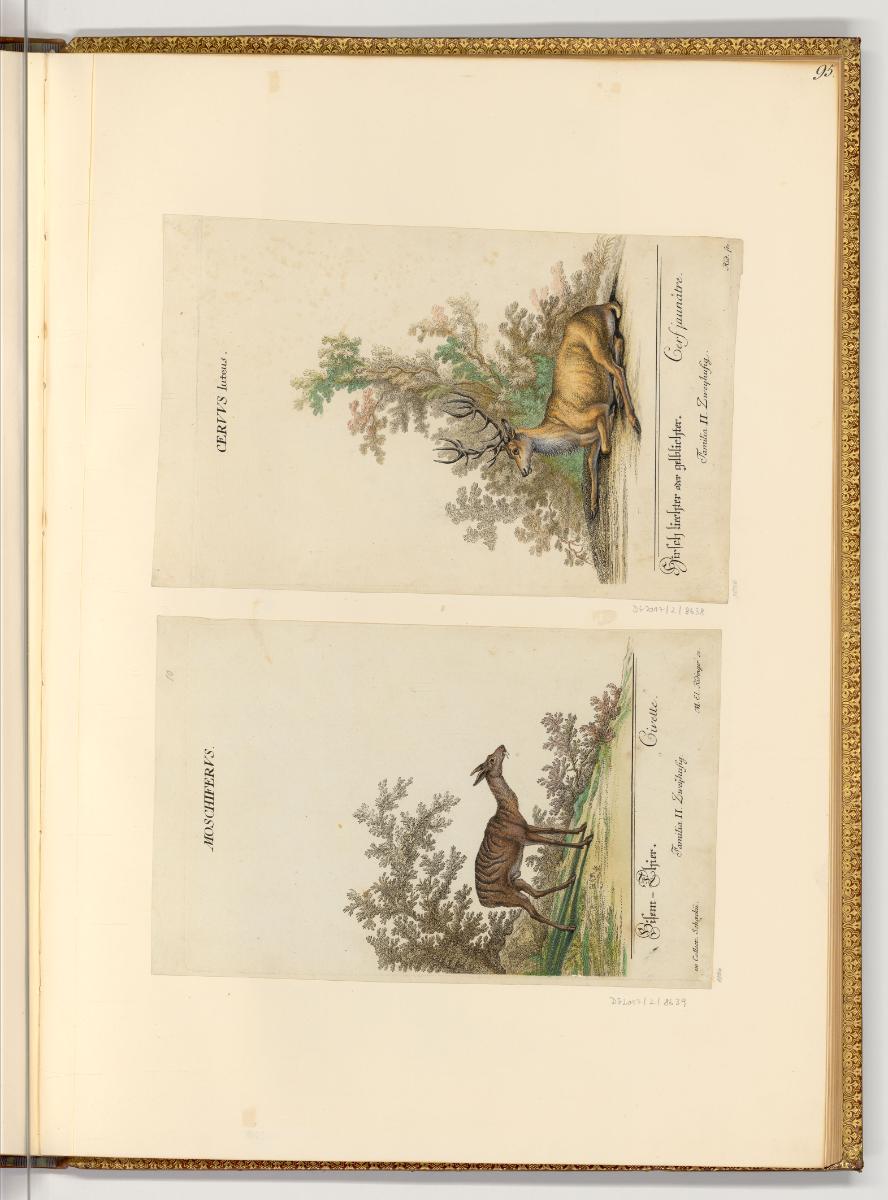 Radierungen von und nach Johann Elias Ridinger, Moschus und Hirsch, Inv. Nr.: Deutsch nach Sekt…