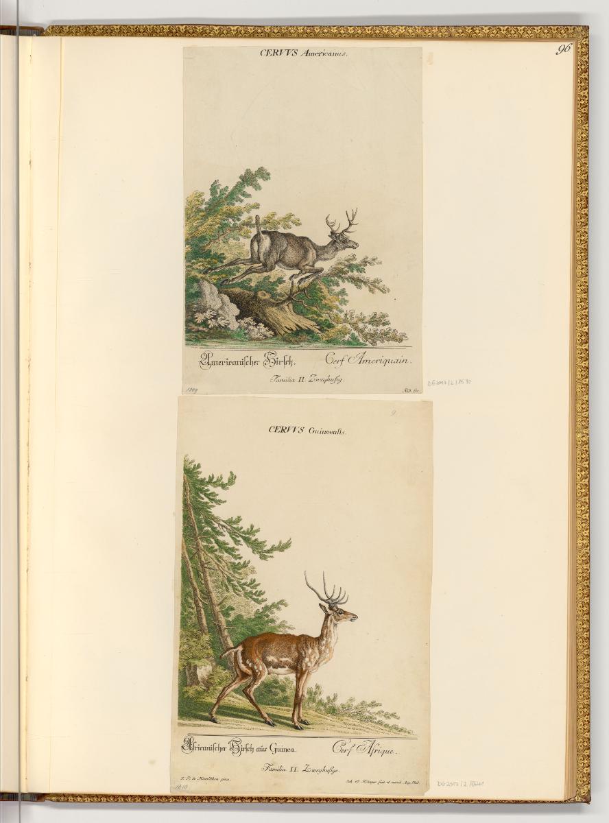 Radierungen von und nach Johann Elias Ridinger, Hirsche, Inv. Nr.: Deutsch nach Sektionen III/1…