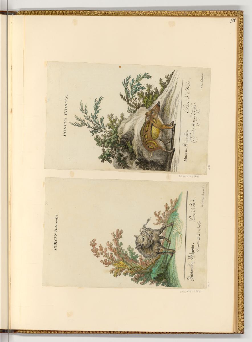 Radierungen von und nach Johann Elias Ridinger, Wildschweine, Inv. Nr.: Deutsch nach Sektionen …