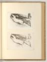 Druckgrafiken von Adam von Bartsch, Nach rechts schreitender nackter Knabe im Profil, der sich …