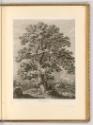 Deutsche Radierungen des 18. Jahrhunderts, Châtaignier, Landschaft mit Kastanie, Inv. Nr.: Deut…