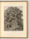 Deutsche Radierungen des 18. Jahrhunderts, Sophora, Landschaft mit Honigbaum (Japanischer Schnu…