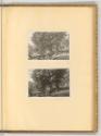 Deutsche Radierungen des späten 18. und frühen 19. Jahrhunderts, Baumgruppe, Inv. Nr.: Deutsch …