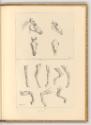 Radierungen von Johann Adam Klein, Pferdestudien, Inv. Nr.: Deutsch nach Sektionen III/54, D/II…