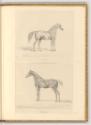 Radierungen von Johann Adam Klein, Pferde, Inv. Nr.: Deutsch nach Sektionen III/54, D/III/54/11…