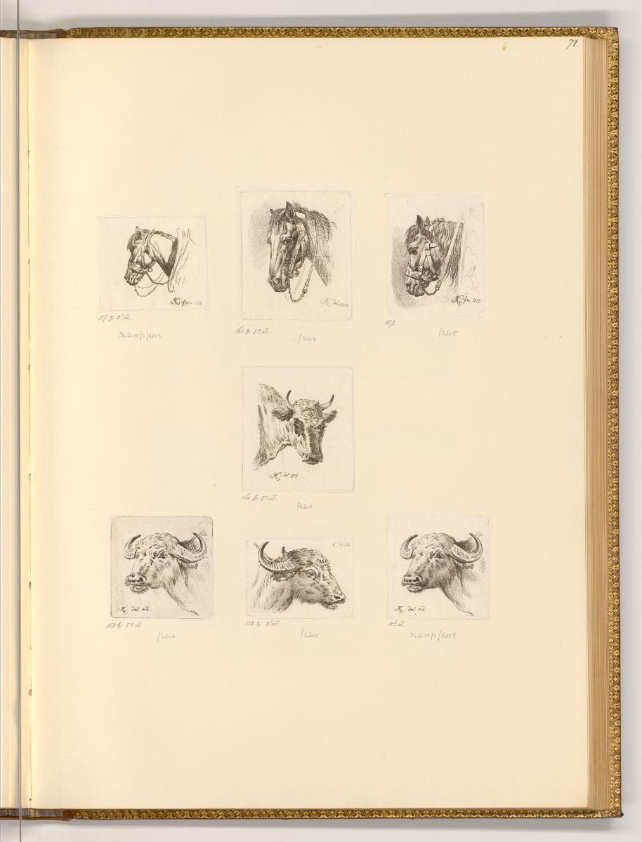 Radierungen von Johann Adam Klein, Pferde und Rinderköpfe, Inv. Nr.: Deutsch nach Sektionen III…