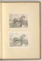 Radierungen von Johann Adam Klein, Black Horse, Inv. Nr.: Deutsch nach Sektionen III/55, D/III/…