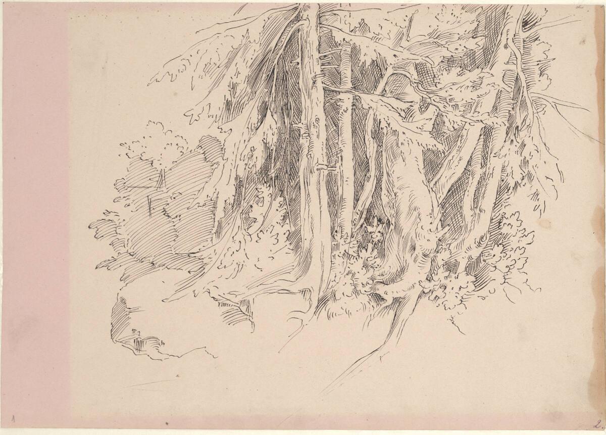 Moritz von Schwind, Baumstudie, Inv. Nr.: 24748