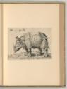 Enea Vico da Parma, Das Rhinozeros, Inv. Nr.: Italien nach Sektionen I/26, It/I/26/41