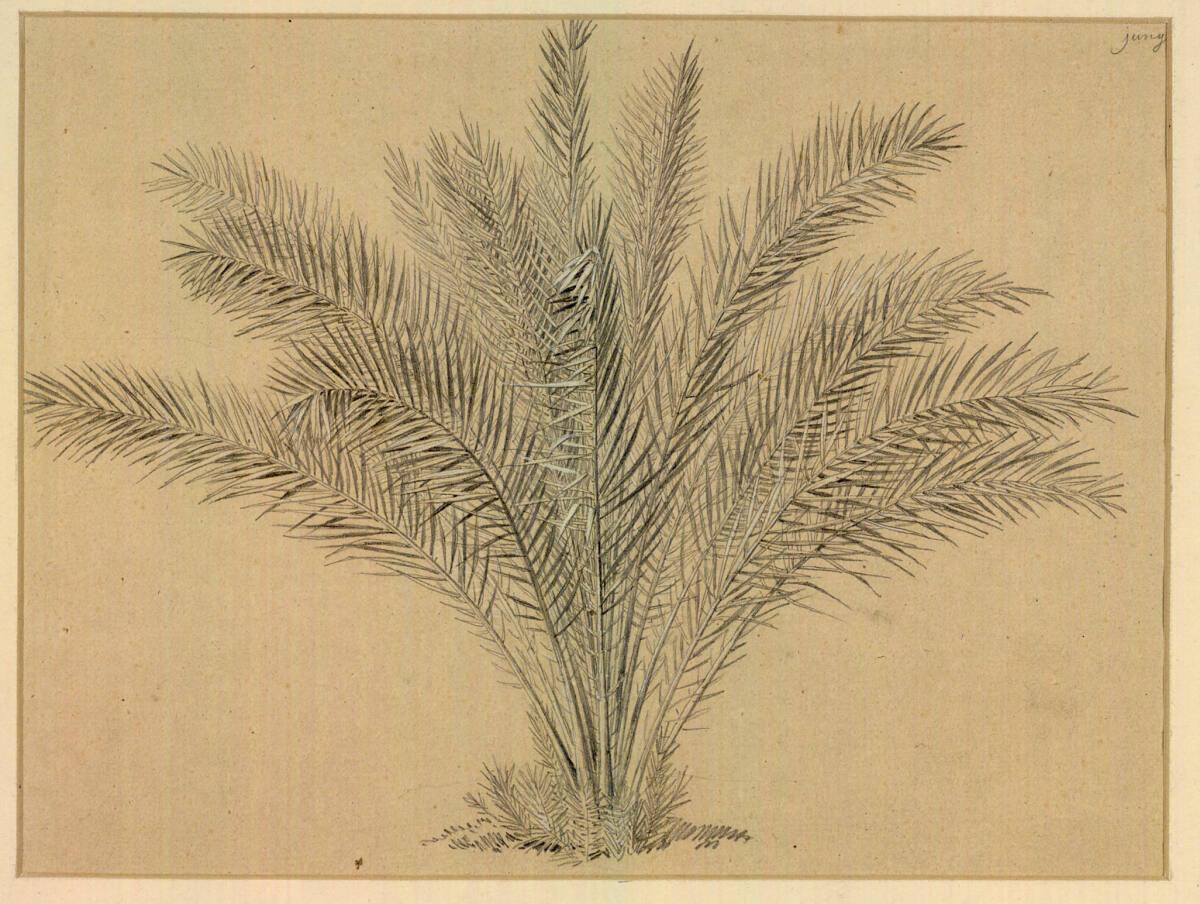 Heinrich Reinhold, Junge Palme, Inv. Nr.: 25060